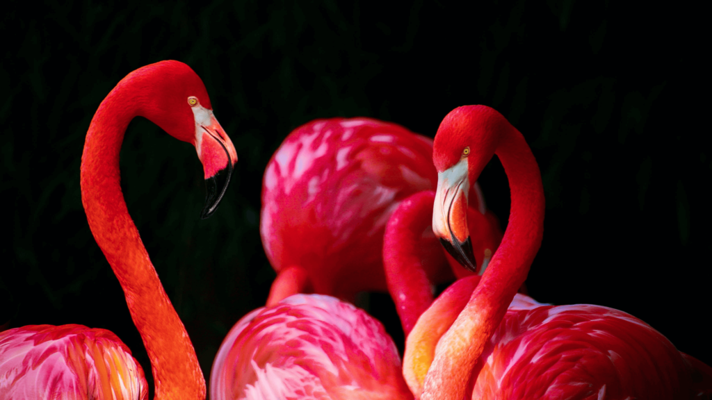 طيور الفلامنكو الوردية pink flamingo الطائر لن ينسى موطنه الاصلي اهوار جنوب العراق (سومر القديمة واور بلاد اوروك العراق اليوم)